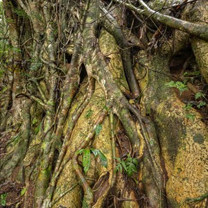 rainforest