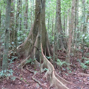 Buttress roots trackside