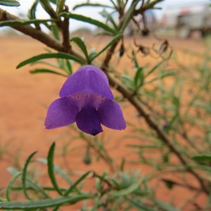  Purple beauty