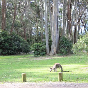 Campsite near NPWS Office