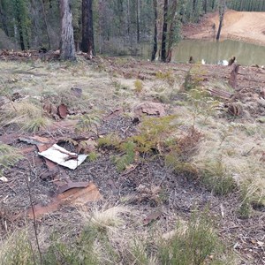 Ruin: Gibsons Hut