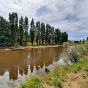 Poplars along the banks