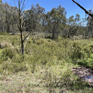 Ruin: Chesters hut (1923)