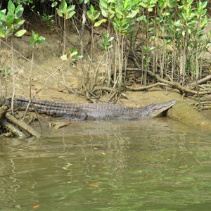 A sunbaking saltie