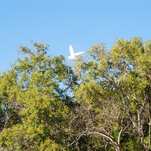 Birdlife is great