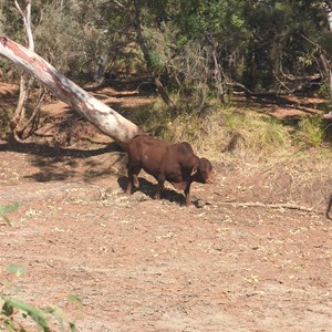 Tambina Creek Camp