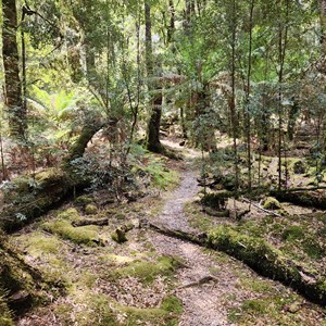 Julius River Forest Reserve RV Site