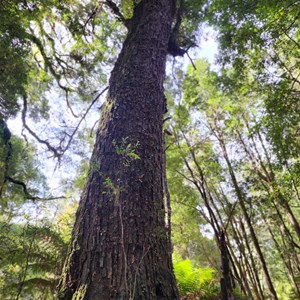 Julius River Forest Reserve RV Site