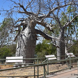 Gregory's Tree