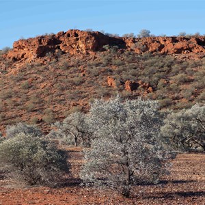 Batton Hill Bush Tucker Tour