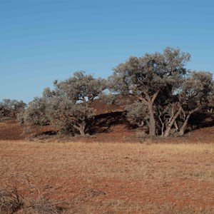 Batton Hill Bush Tucker Tour