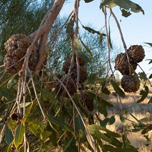 Batton Hill Bush Tucker Tour (1)