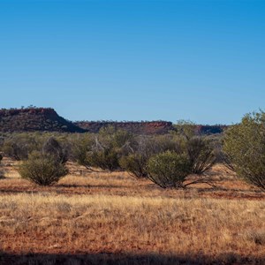 Batton Hill Bush Tucker Tour 2