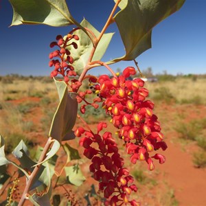 Wickham's Grevillea