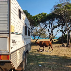 Notch Point Free Camp