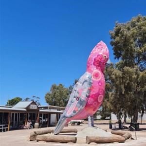 Big Galah