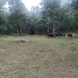 Camp