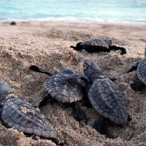 Turtle hatchlings