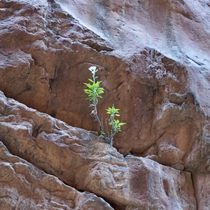 Standley Chasm