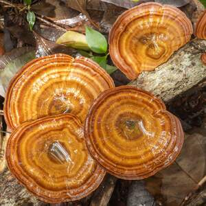 fungi
