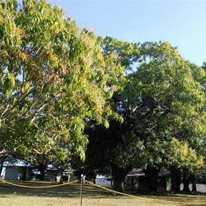 Shady mango trees