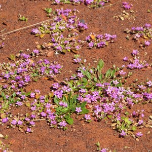 Ground cover May 2013