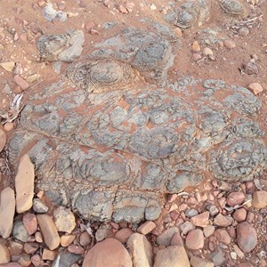 Stromatolites