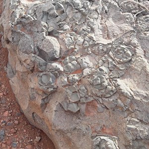 Stromatolites