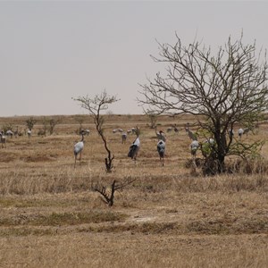 Birdlife on outskirts of town