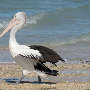 Pelican on patrol