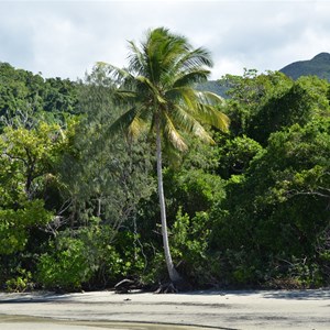 Cape Tribulation