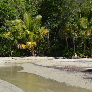 Cape Tribulation