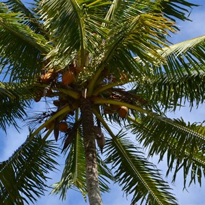 Cape Tribulation