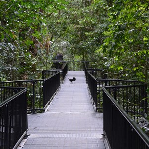 Mossman Gorge