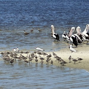Toorbul Shorebird Roosts