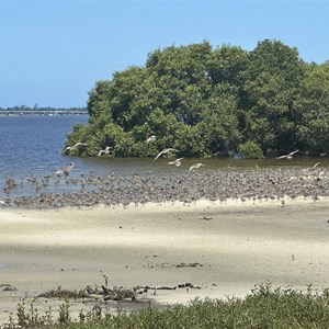 Toorbul Shorebird Roosts