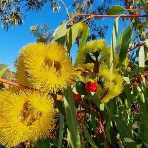 Blesings Garden