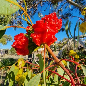 Blesings Garden