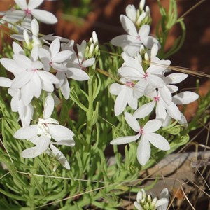 Wildflowers May 2013