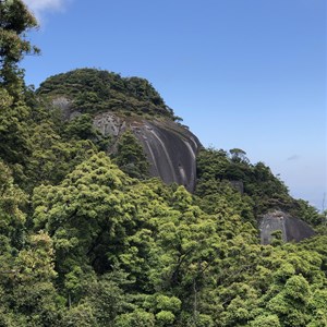 Lambs Head