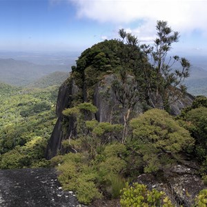 Lambs Head