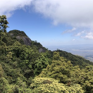 Lambs Head