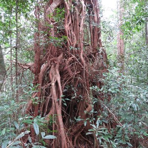 Strangler fig
