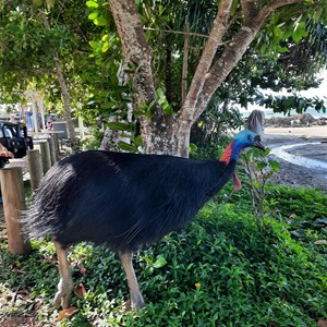 Male cassowary