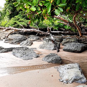 Rainforest meets beach