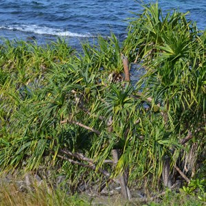 Clump Point