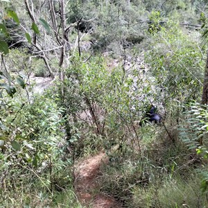 Cardstone Falls