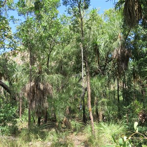 Plentiful pandanus