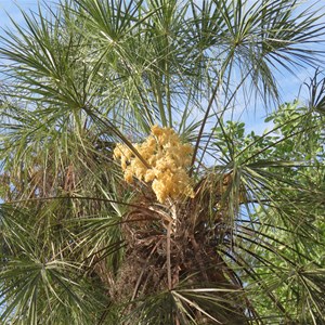 Palm in flower