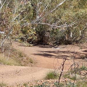 Coppins Gap Camps